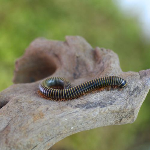 Benoitolus siamensis