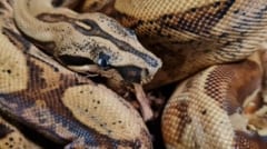Boa