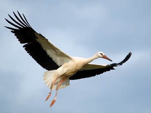 stork_0092