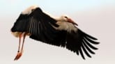 stork_0136