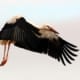stork_0136