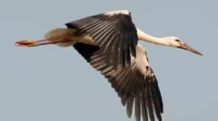 strok_0096