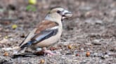 Passer domesticus