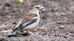 Passer domesticus