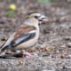 Passer domesticus