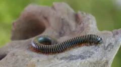 Benoitolus siamensis