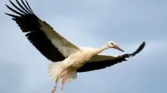 stork_0092