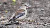 Passer domesticus