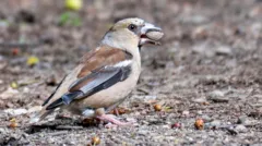 Passer domesticus