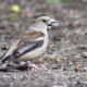 Passer domesticus