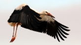 stork_0136