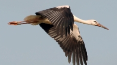 strok_0096