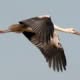 strok_0096
